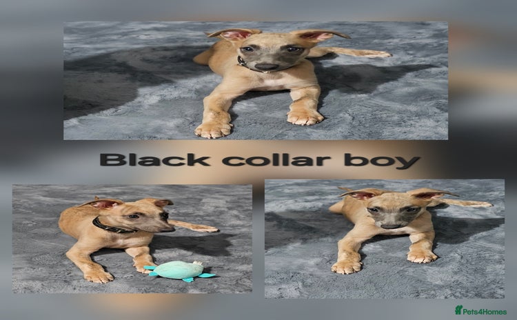 Whippet dogs - Advert 3