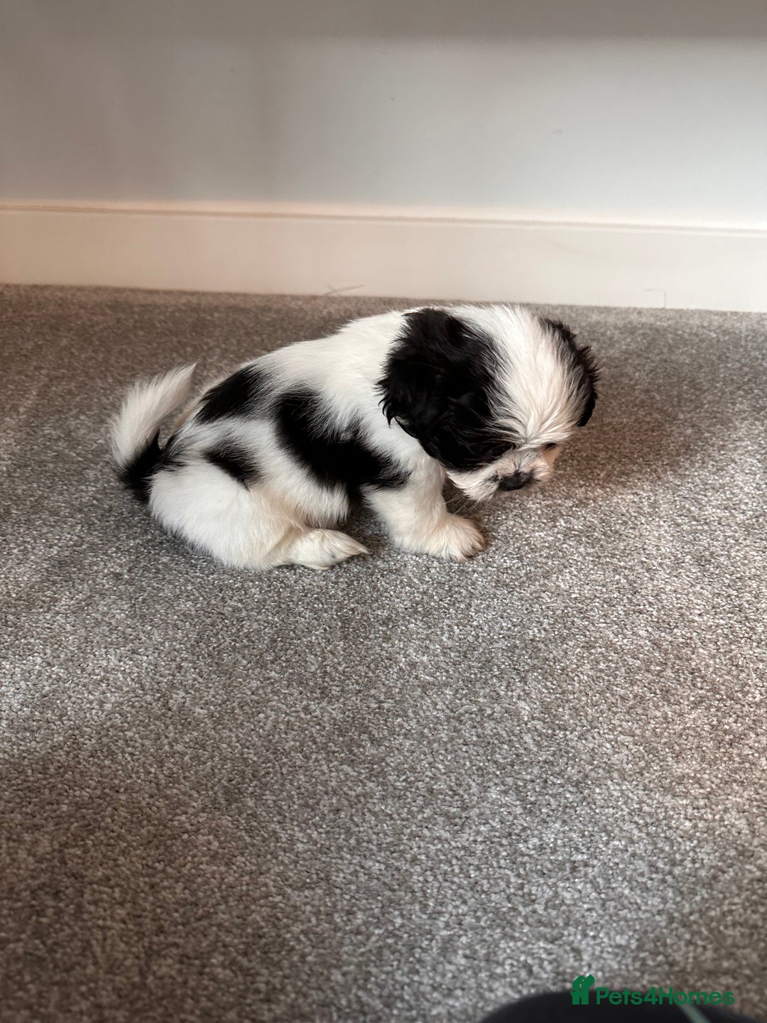 Shih Tzu dogs for sale: 5 gorgeous Shih Tzu puppies - Image 13