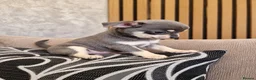 Chihuahua dogs for sale: Beautiful Purebred Chihuahua Puppies  🐾 - Advert 5