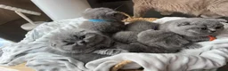 British Shorthair cats for sale:  💙 Beautiful Blue BS Kittens 1 Boy & 4 Girls 💗 in Taunton - Advert 38
