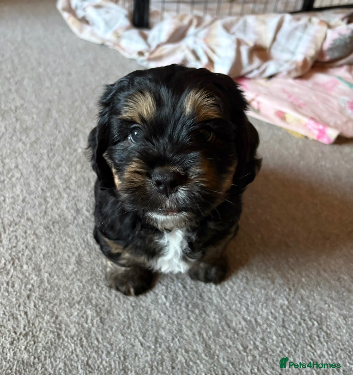 Mixed Breed dogs Male puppy for sale 15 weeks old - Advert 2