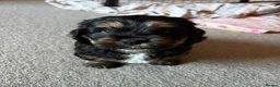 Mixed Breed dogs for sale: Male puppy for sale 15 weeks old in Driffield - Advert 1