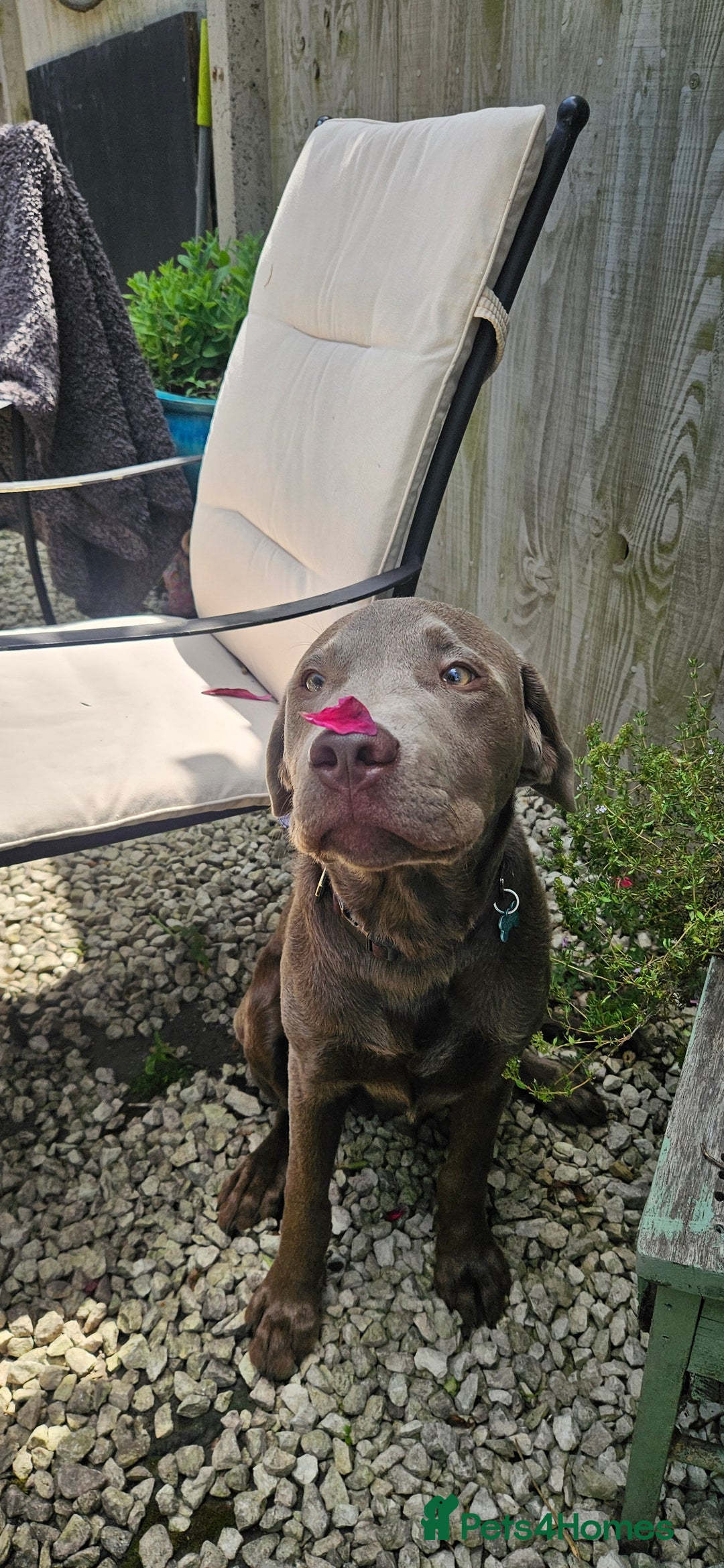Labrador Retriever dogs for sale: Jax Silver labrador  - Image 3