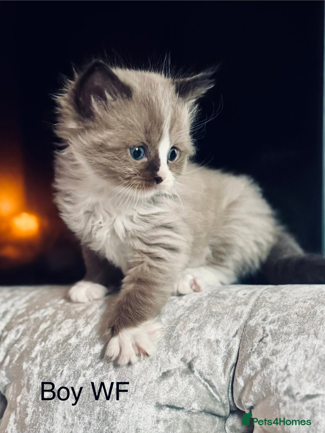 Ragdoll cats for sale: Classic & Mink Ragdoll Kittens - Advert 12