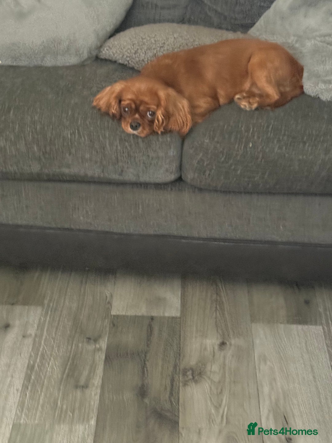 Cavalier King Charles Spaniel dogs for sale: DNA clear cavalier puppies ready now  - Image 17