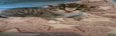 Boy 2