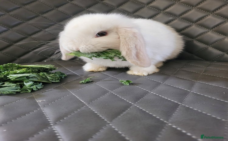 Mini Lop rabbits - Advert 1