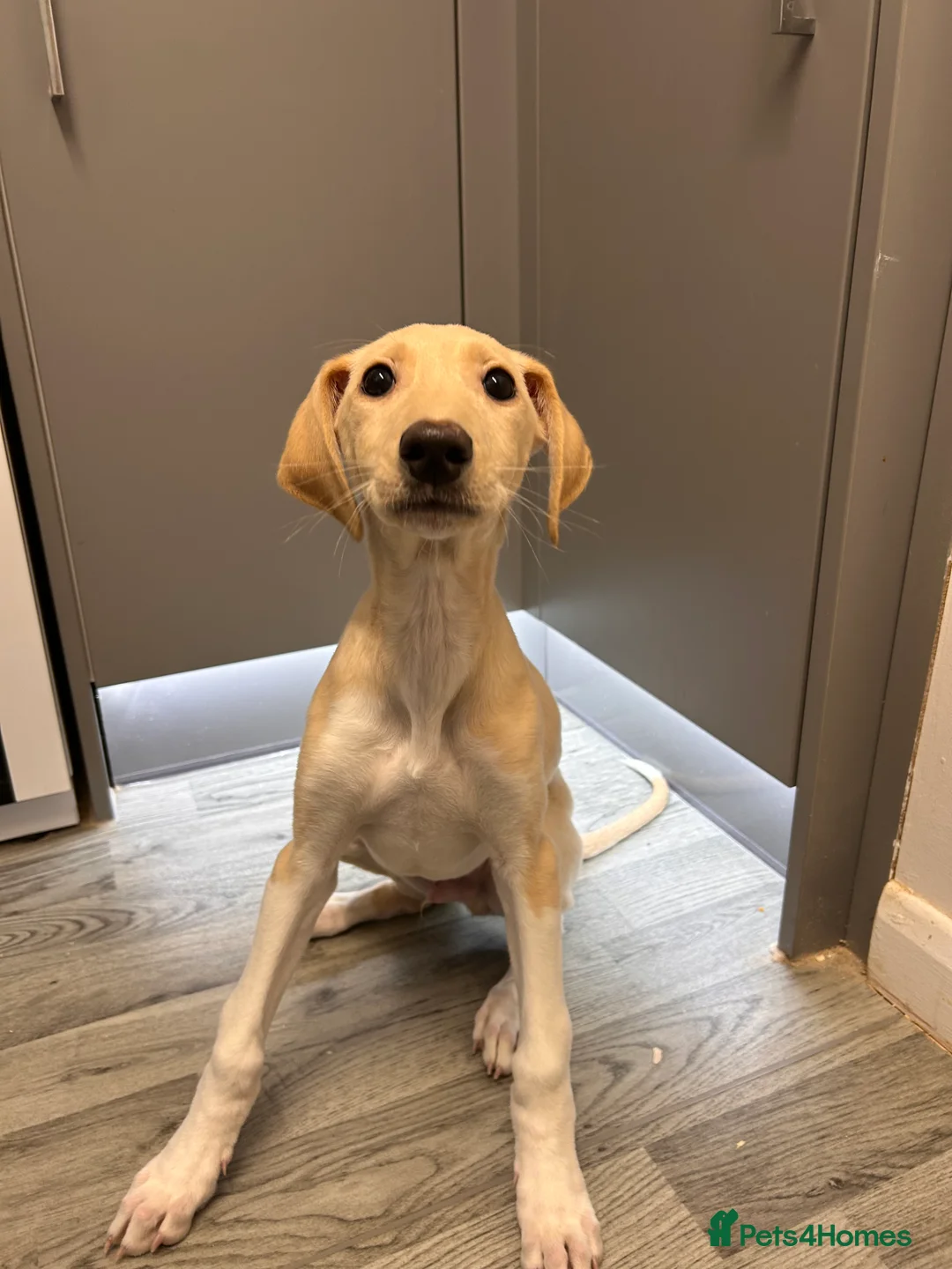 Mixed Breed dogs for sale: saluki greyhound  - Advert 2