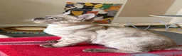 Bengal cats for sale: Seal Solid Silver Mink Bengals ❤️ - Advert 23