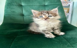 Mixed Breed cats for sale: Amazing fluffy happiness  - Image 3