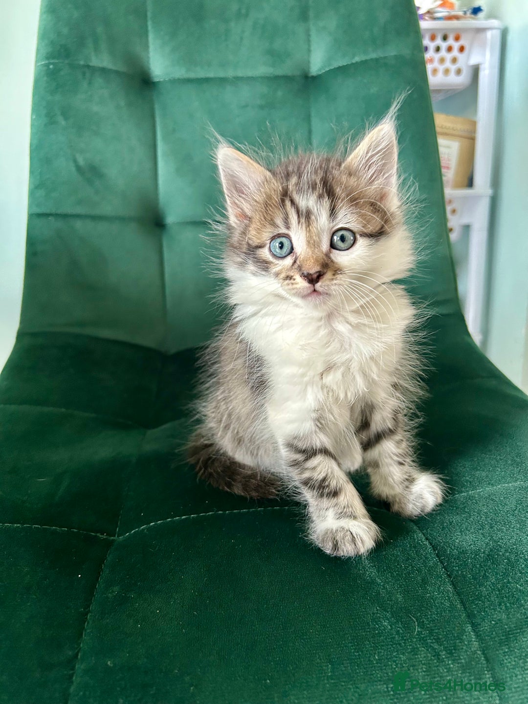 Mixed Breed cats for sale: Amazing fluffy happiness  - Image 3