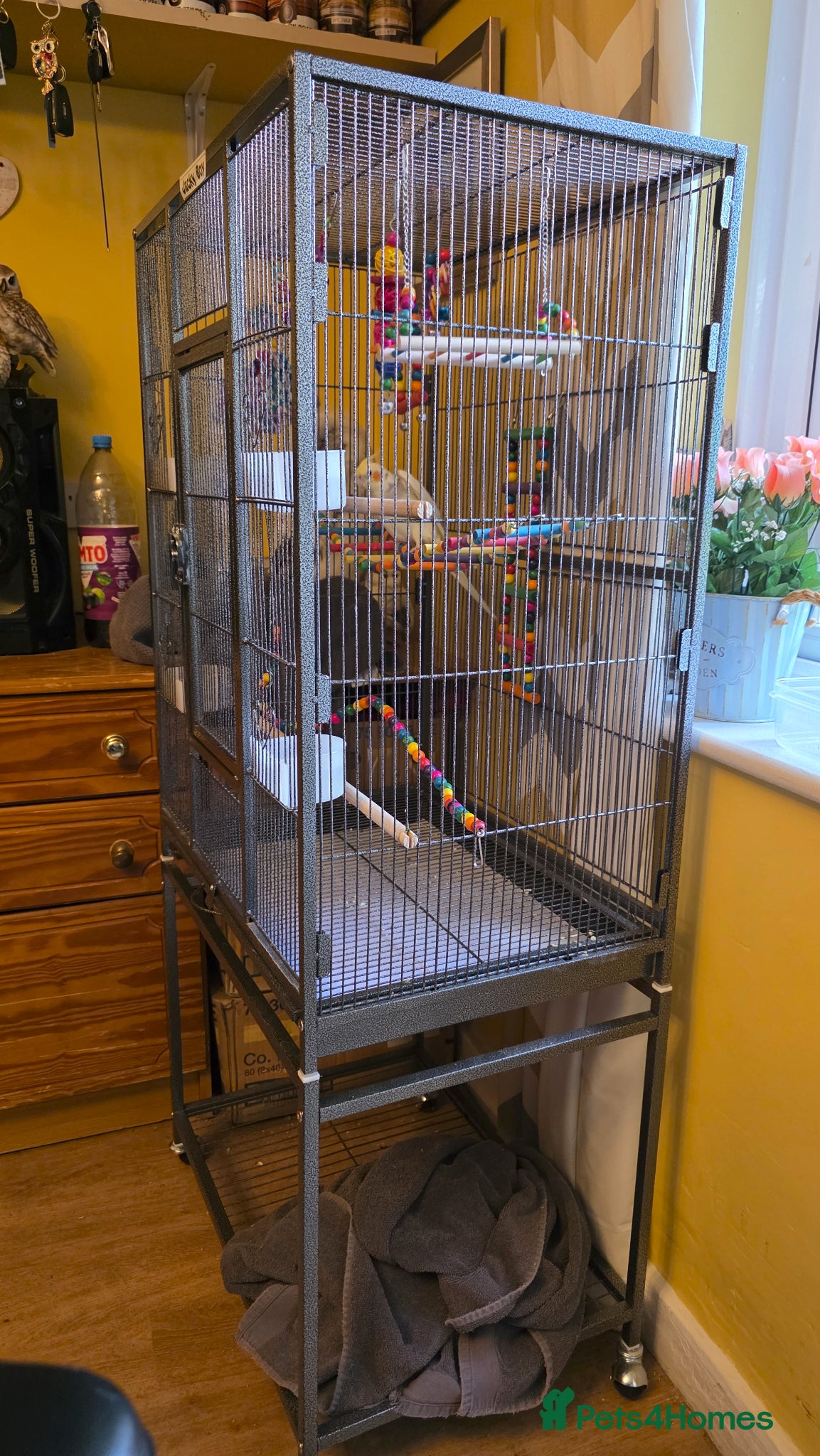 Cockatiels birds for sale: Stunning Pied Cockatiel Born January, Breeder Bred - Advert 5