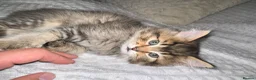 Scottish Fold cats for sale: 5 beautiful Scottish Fold / British Longhair - Advert 5