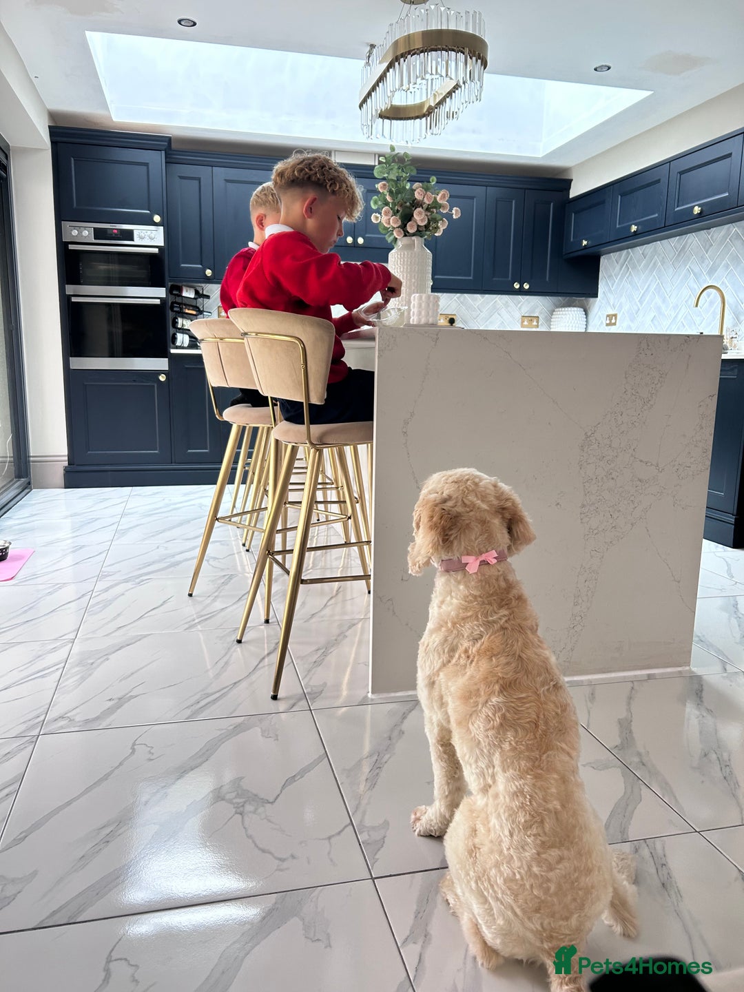Cockapoo dogs for sale: 5 year old cockapoo girl  - Image 13