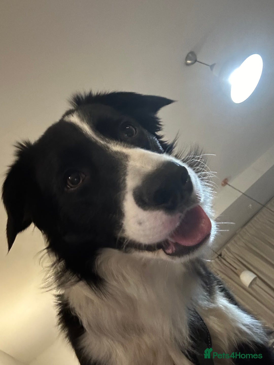 Border Collie dogs for stud: Beautiful Pedigree Stud Border Collie for breeding in Isleworth - Advert 5