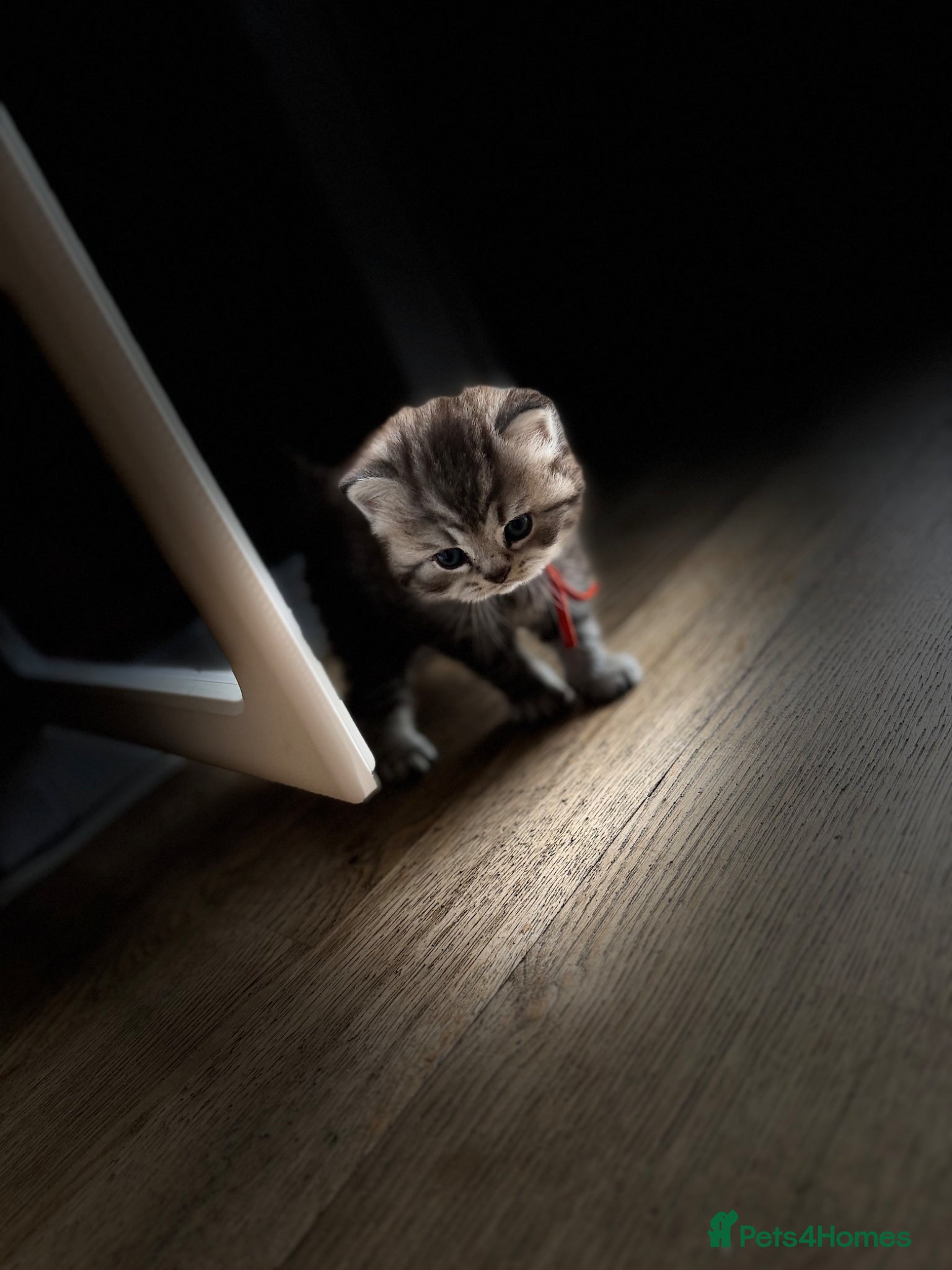 British Shorthair cats for sale: Exceptional British Shorthair kittens 🩷 - Advert 21