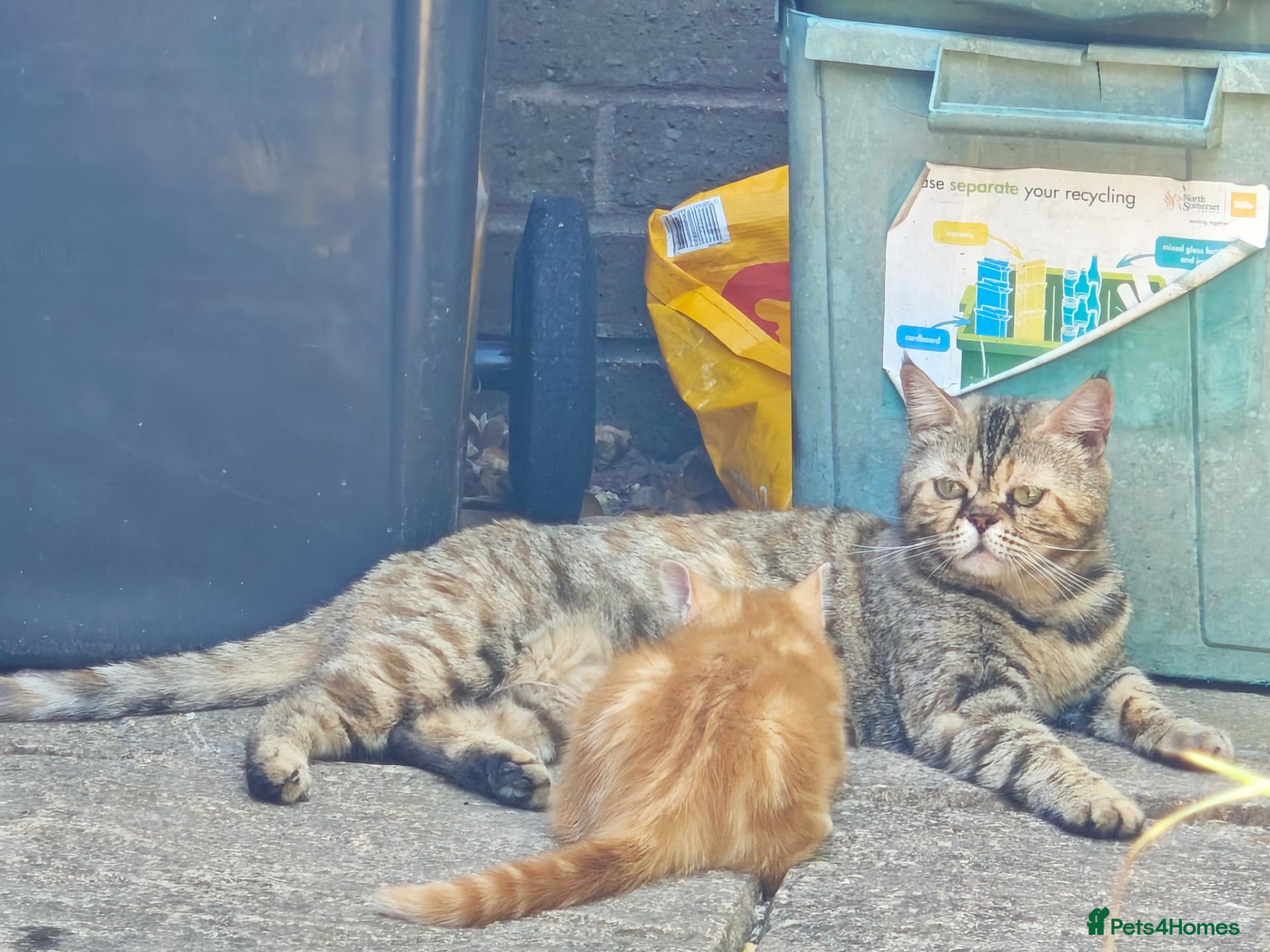 Mixed Breed cats Three 14 week old kittens - Advert 1