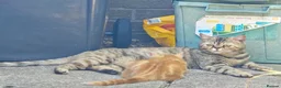 Mixed Breed cats for sale: Three 14 week old kittens - Advert 1