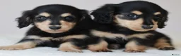 Miniature Dachshund dogs for sale: 5*Licensed+KCreg+PRAClear+Vetchecked+BLACK&CREAM - Advert 13