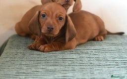 Miniature Dachshund dogs for sale: Mini smooth dachshunds  - Image 8
