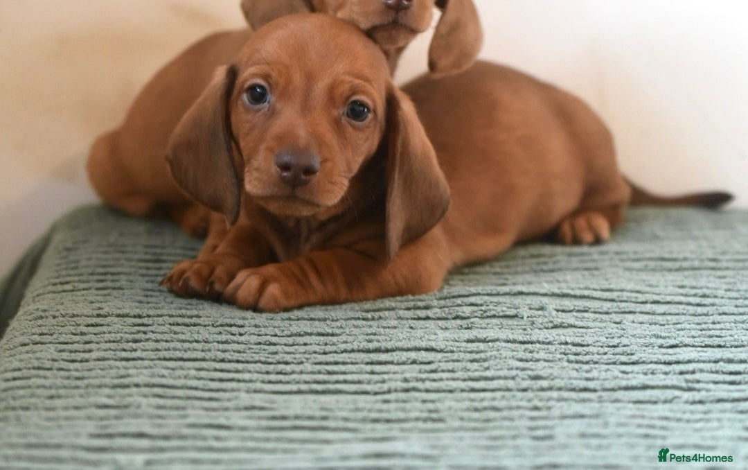 Miniature Dachshund dogs for sale: Mini smooth dachshunds  - Image 8
