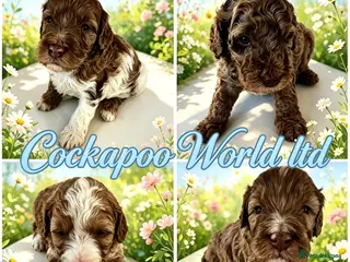 Cockapoo dogs DNA CLEAR, Adorable cockapoo puppies - Advert 2