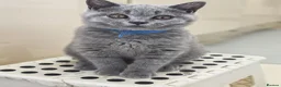 British Shorthair cats for sale: 2 Beautiful BSH Ready to Leave - GCCF Registered - Advert 4