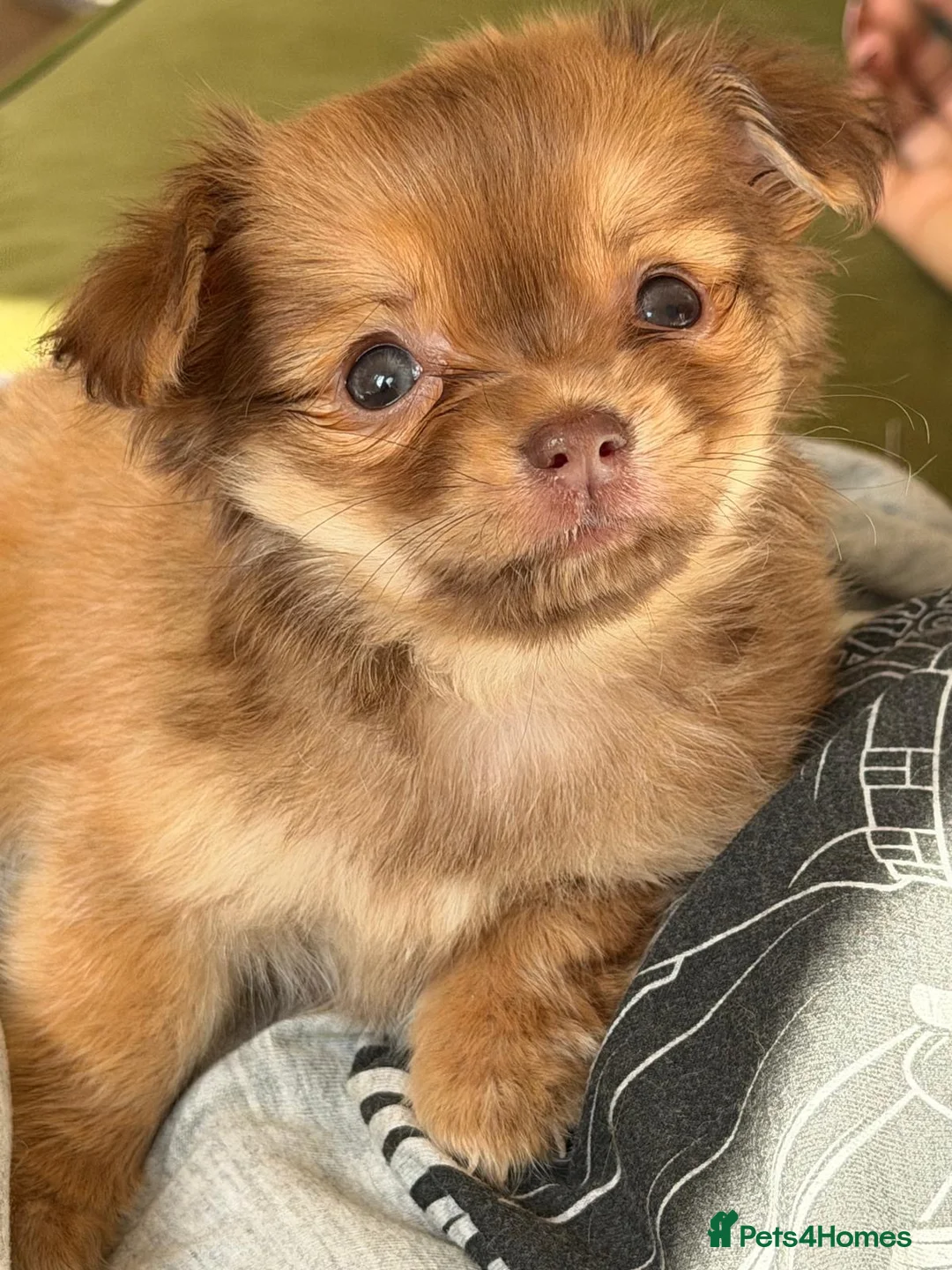 Chihuahua dogs for sale: Beautiful Female Chihuahua Puppy – “Squeak” - Advert 2