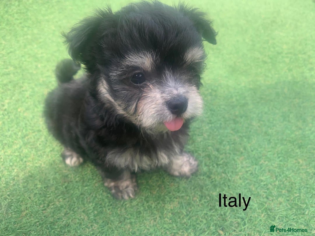 Malshi dogs for sale: Malshi puppy’s  - Image 2