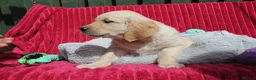 Golden Retriever dogs for sale: READY TO LEAVE Litter of Golden Retriever puppies - Advert 29