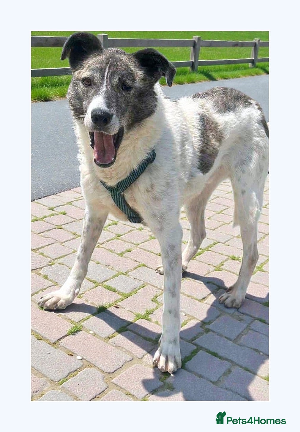 Mixed Breed dogs 💛🐾Marley, 5 years waiting… will he be chosen? 💛 - Advert 1