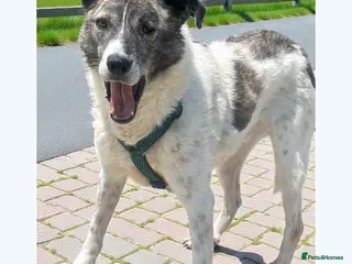 Mixed Breed dogs 💛🐾Marley, 5 years waiting… will he be chosen? 💛 - Advert 1