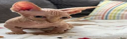 Sphynx cats for sale: Canadian Sphynx kittens READY NOW - Advert 12