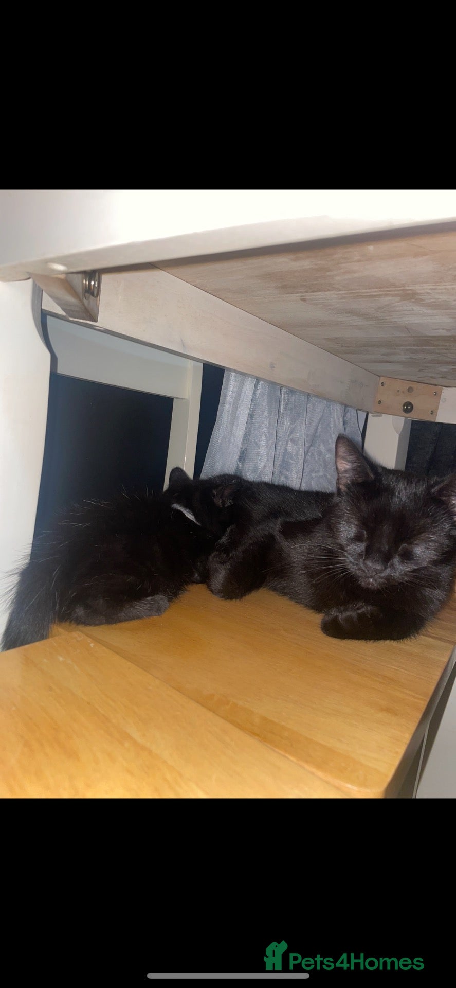 Mixed Breed cats for sale: 2 beautiful kittens  - Advert 11