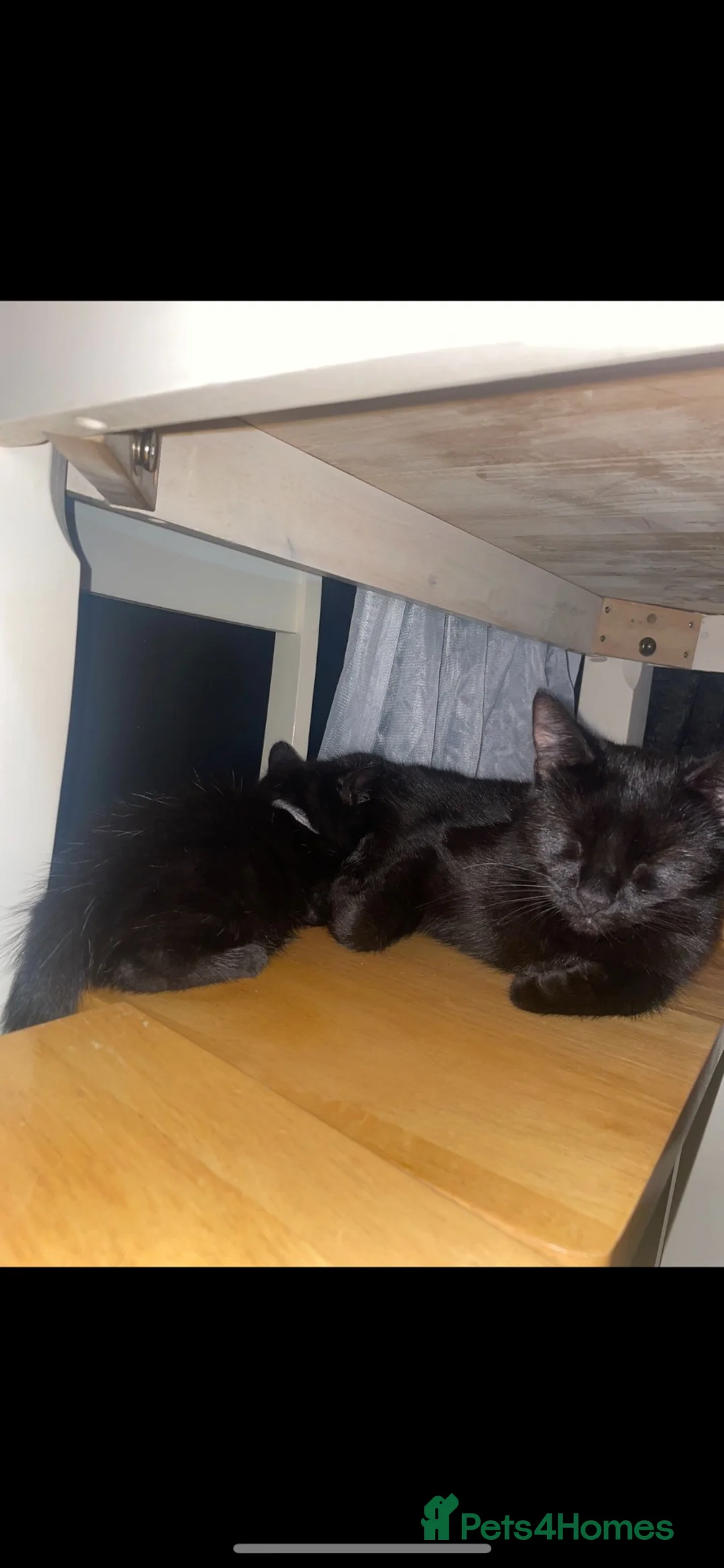 Mixed Breed cats for sale: 2 beautiful kittens  in Cumnock - Advert 1