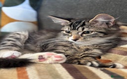 Bengal cats for sale: Bengal X Ragdoll - Image 7