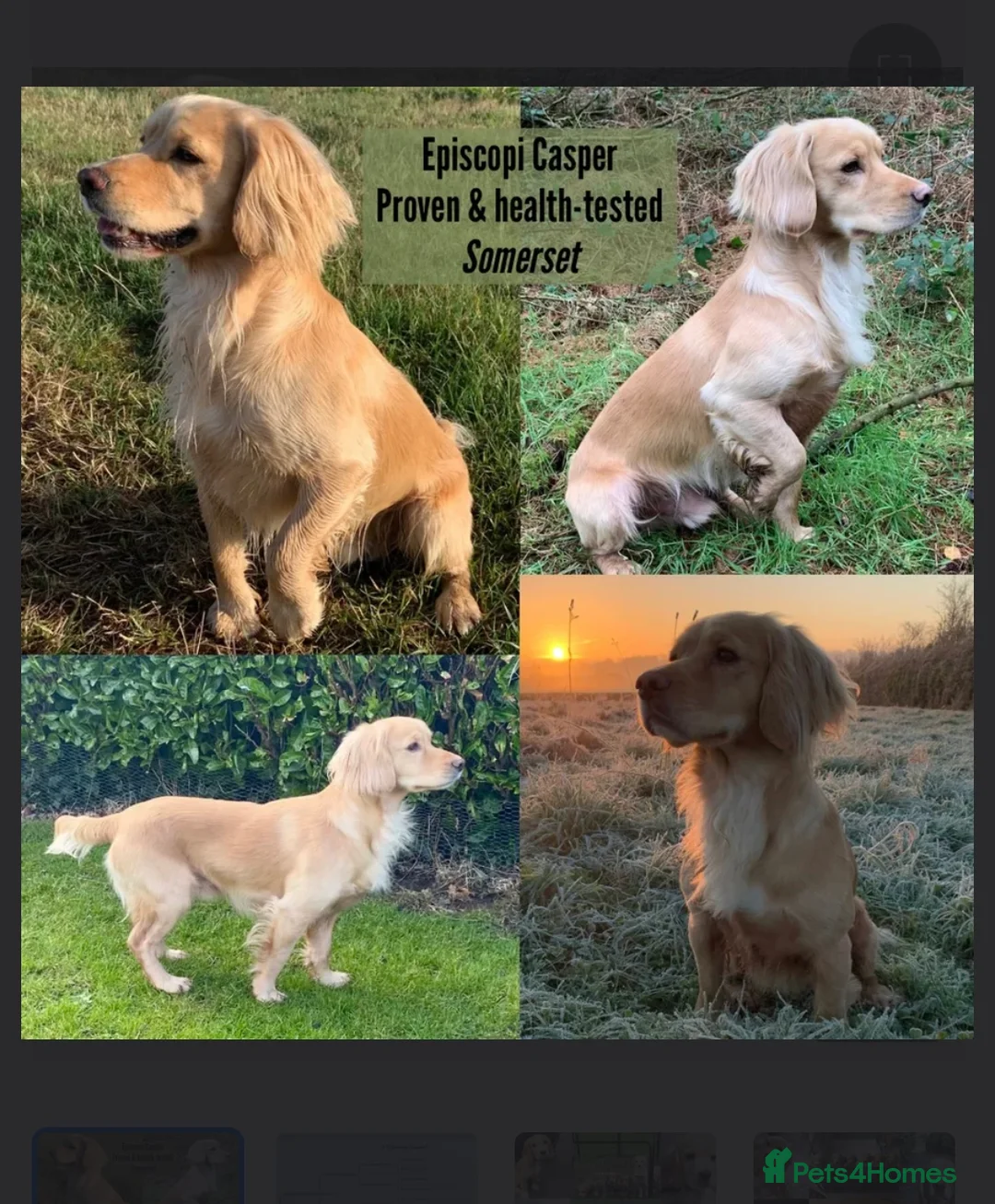 Cocker Spaniel dogs for sale: Kc reg black working cocker spaniel - Advert 3