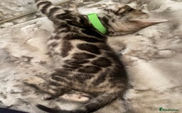 Bengal cats for sale: Silver and Brown Pedigree Bengal Kittens For Sale  - Image 11