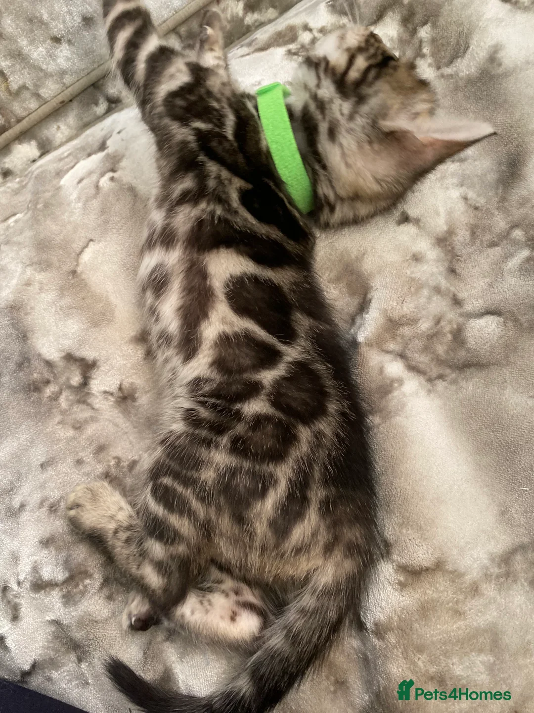 Bengal cats for sale: Silver and Brown Pedigree Bengal Kittens For Sale  - Advert 11