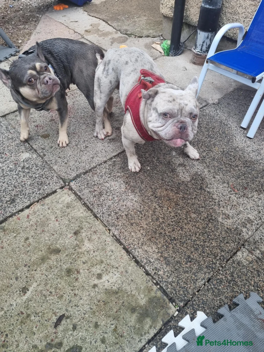 French Bulldog dogs for sale: Little French bulldog  - Advert 3