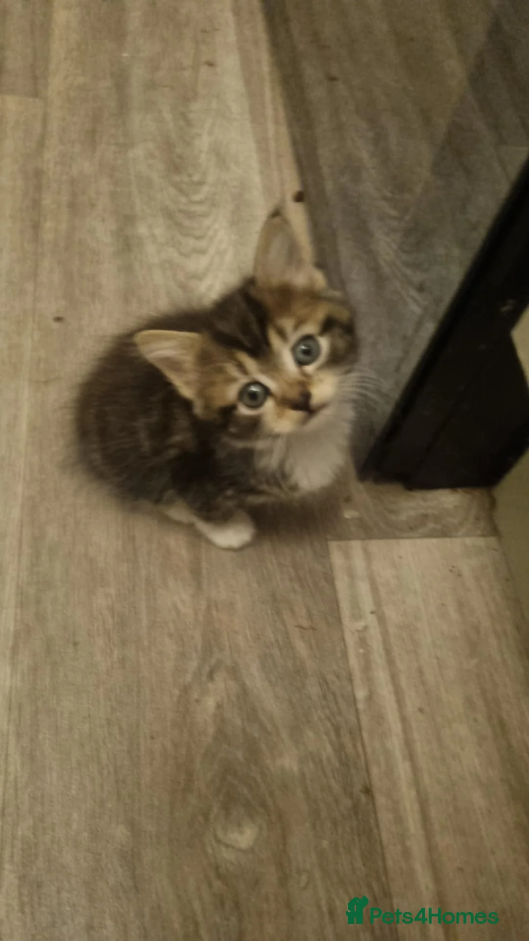 Mixed Breed cats for sale: Beautiful fluffy mix read kittens  in Hook - Advert 2