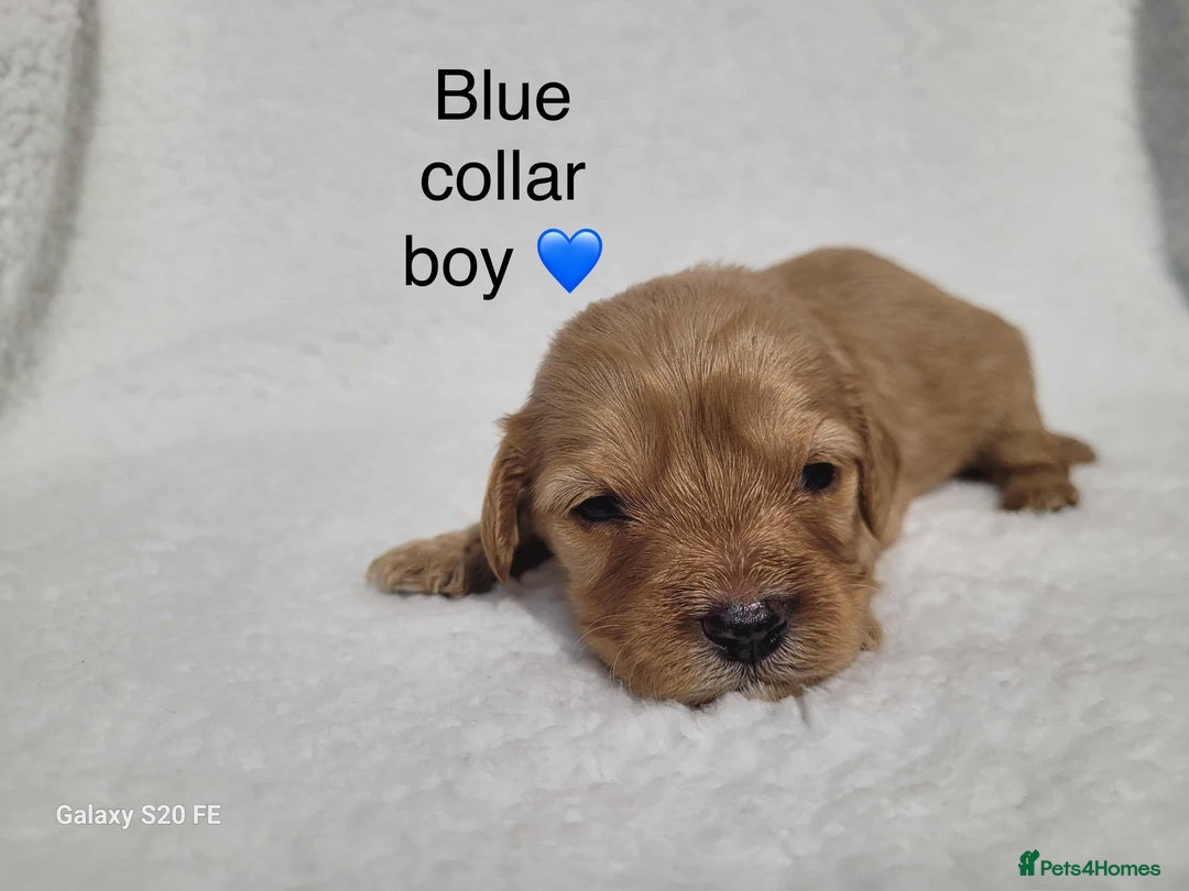 Cavapoo dogs for sale: Stunning litter of cavapoos - Image 7