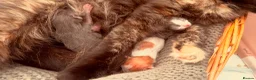 Mixed Breed cats for sale: 3 cute cuddly kittens for sale - Advert 6