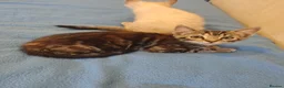 Mixed Breed cats for sale: Ragdoll x ginger mother 4 girls - Advert 7