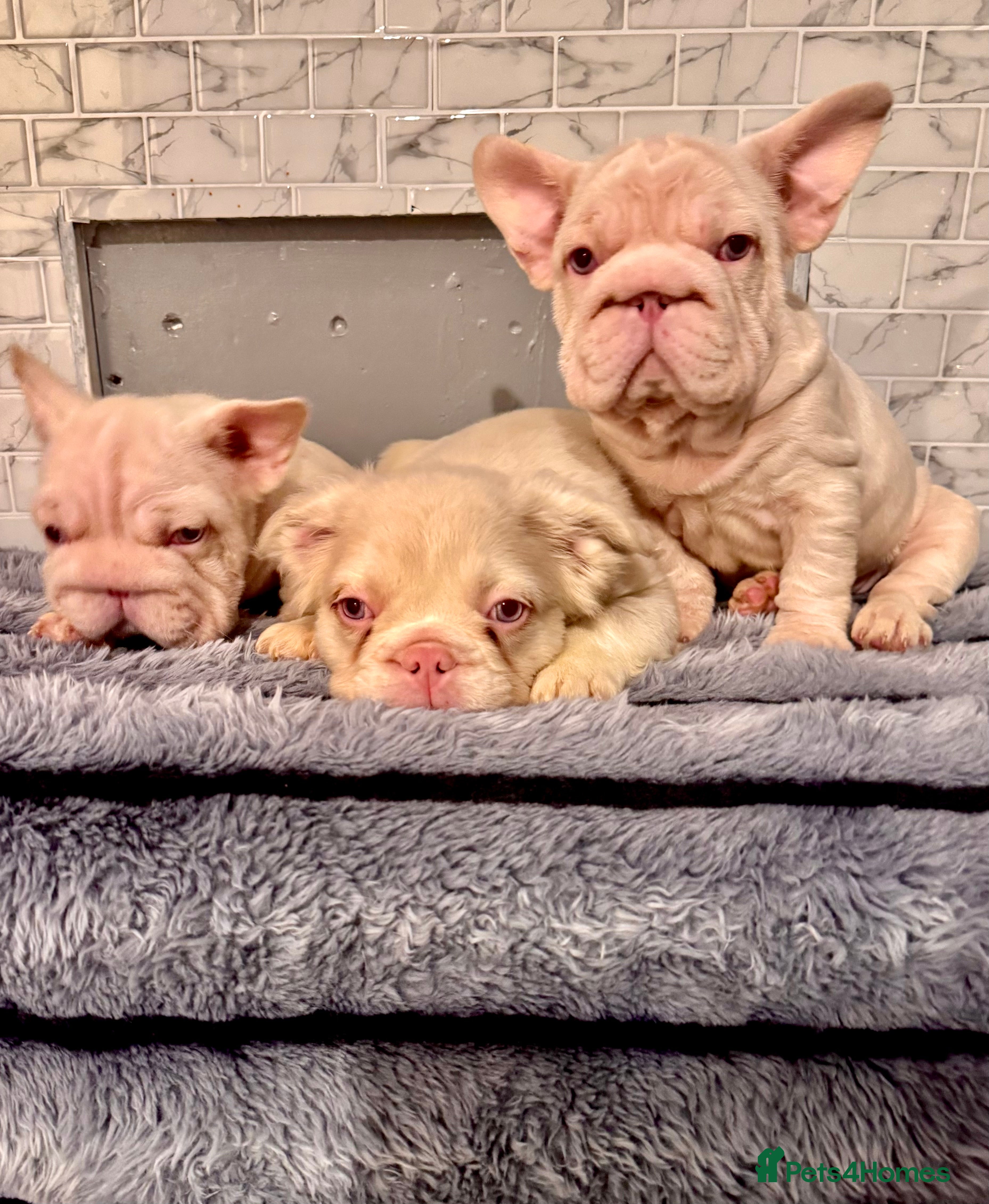 French Bulldog dogs Quality French bulldog puppies - Advert 3