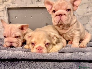 French Bulldog dogs Quality French bulldog puppies - Advert 3