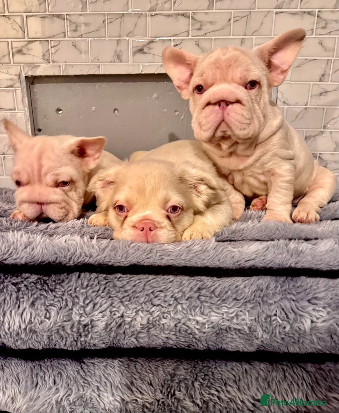 French Bulldog dogs for sale: Quality French bulldog puppies - Advert 1