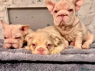 French Bulldog dogs Quality French bulldog puppies - Advert 9