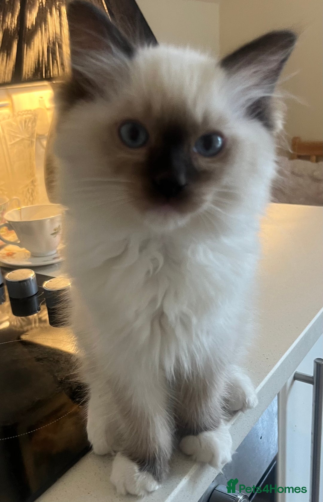 Ragdoll cats for sale: 🎀Beautiful Ragdoll kittens (Tica reg)🎀 - Advert 12