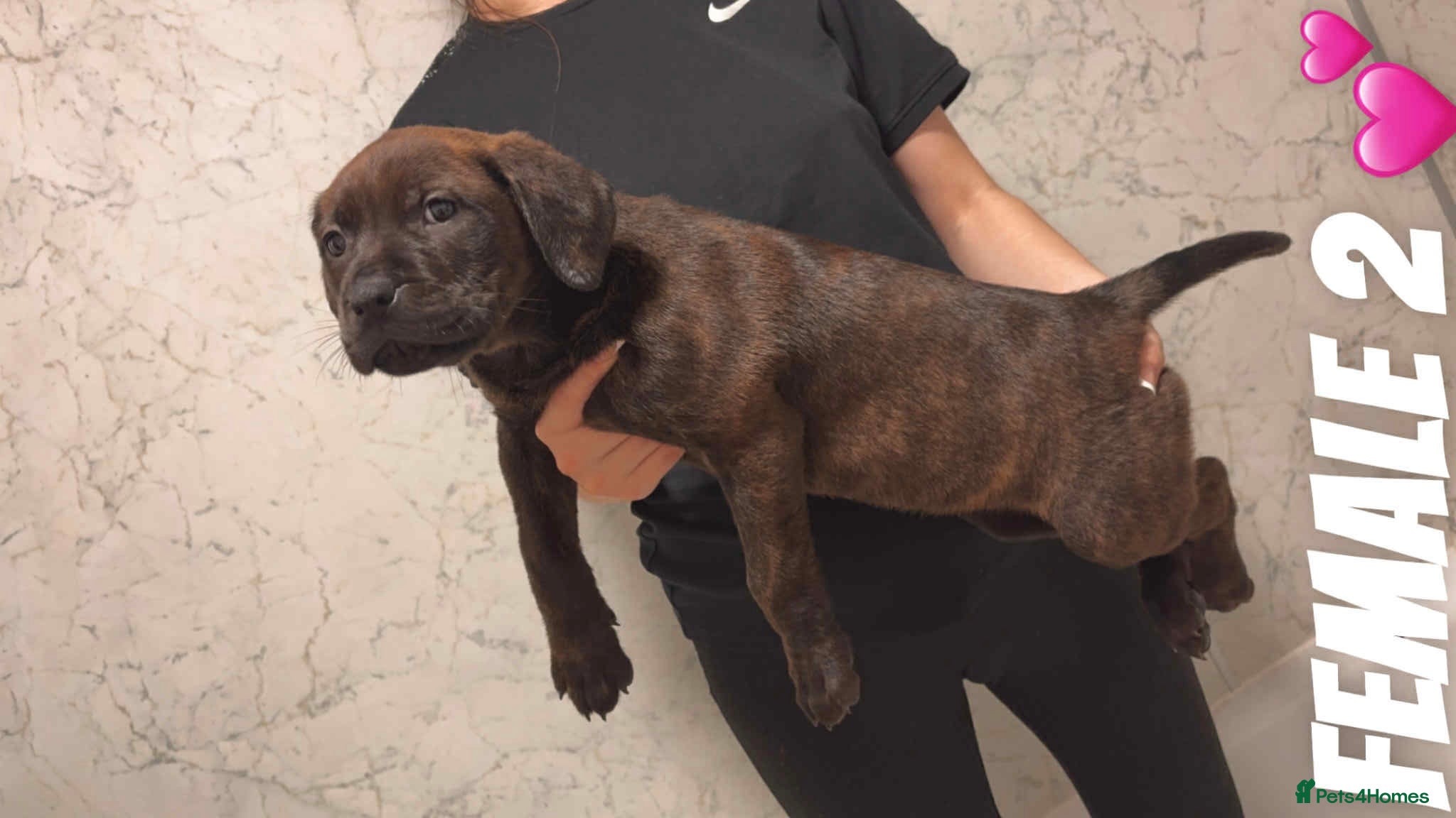 Mixed Breed dogs Rottweiler X Brindle Puppies - Advert 13